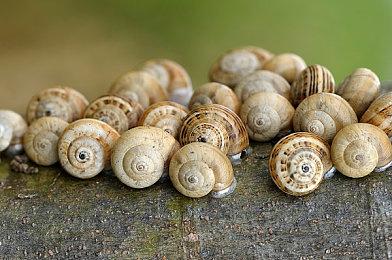 《幻兽帕鲁》即将加入4只全新可爱帕鲁